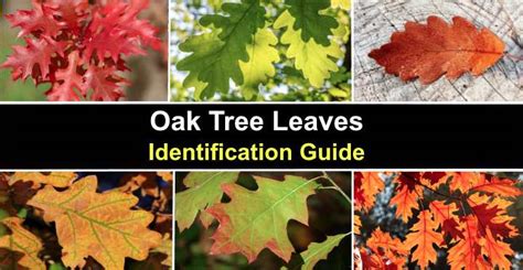 oak & luna|oak tree leaves identification chart.